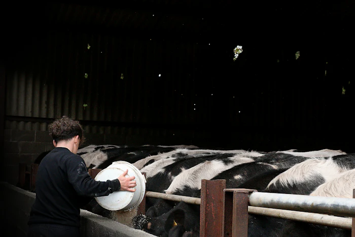 Animal Feed & Nutrition