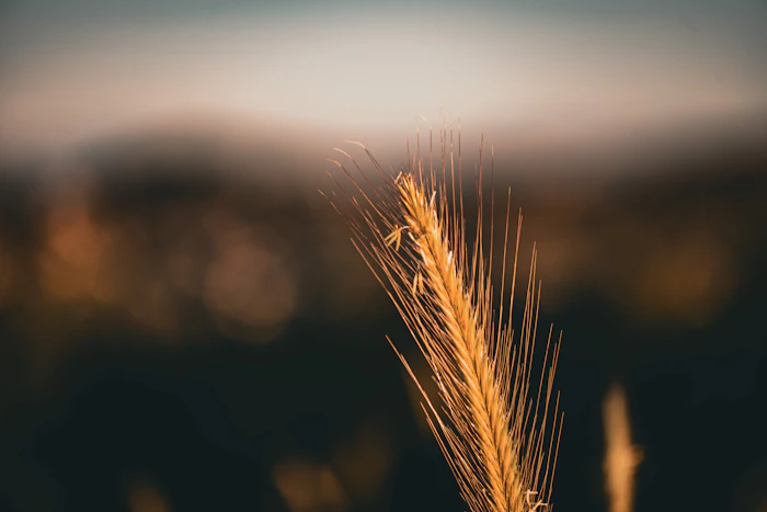 Crop Inputs & Agrochemicals