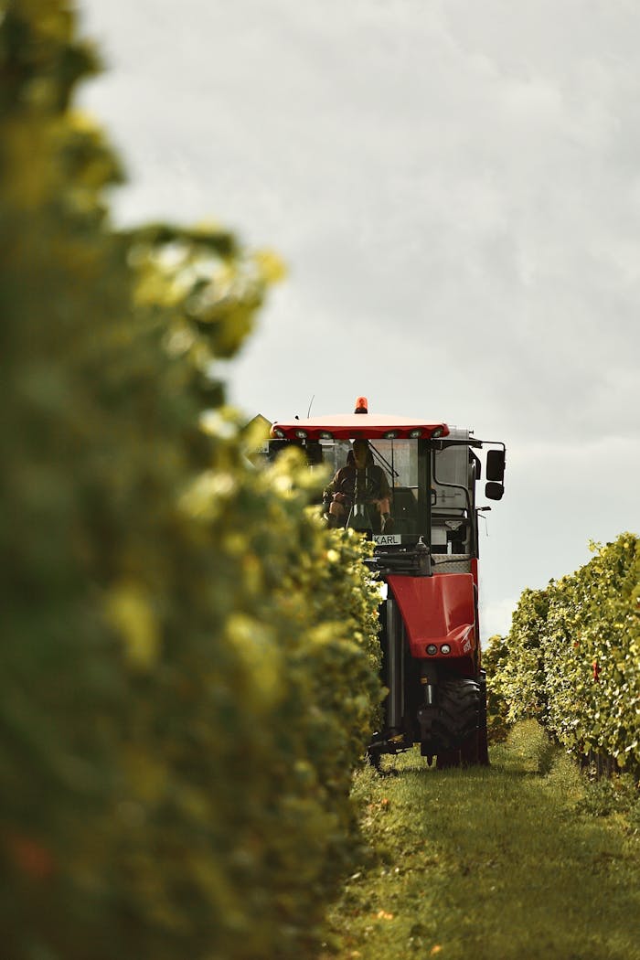 our-mission A red tractor harvesting grapes in a sunny vineyard.