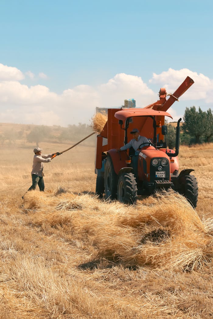 Farmers working in a wheat field during summer harvest in Arapgir, Türkiye.